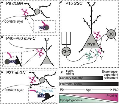 Synapse-specific roles for microglia in development: New horizons in the prefrontal cortex